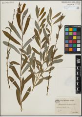 Foto von Salix purpurea L.